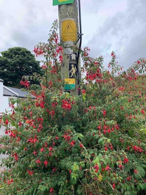 Castlegregory-Seaside 2 Bedroomed Cottage Eksteriør bilde
